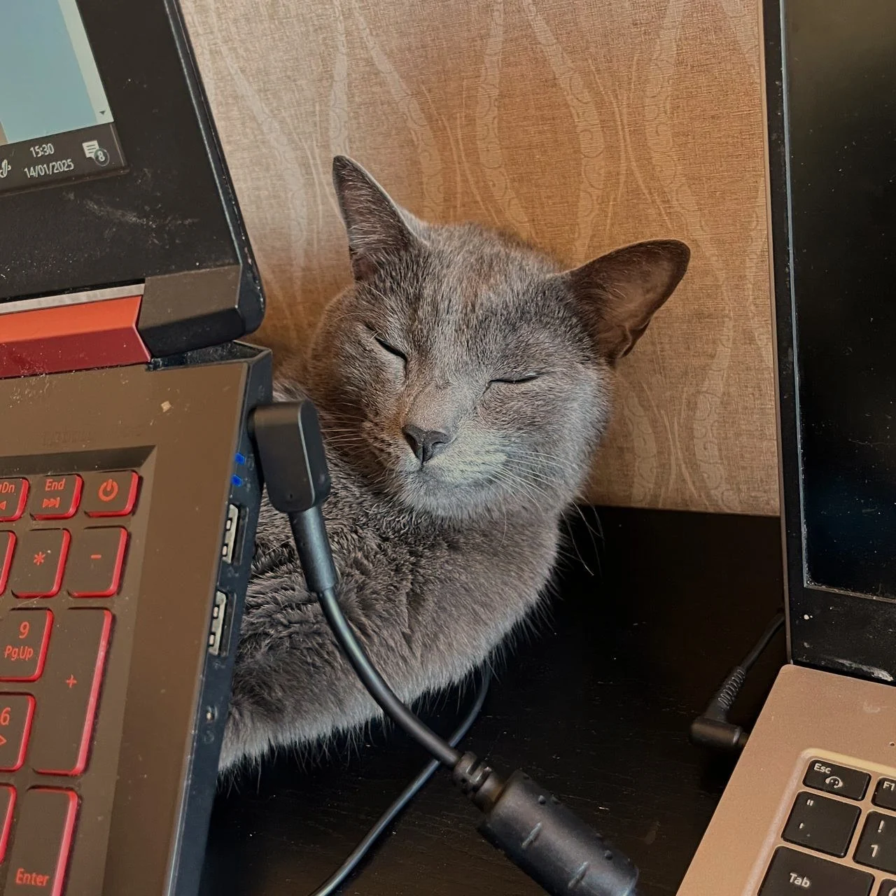 Gato cinza dormindo entre dois notebooks